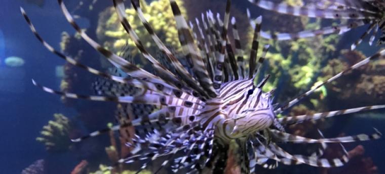 אקווריום ירושלים (1)2